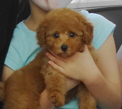 エマちゃんBaby／トイプードル