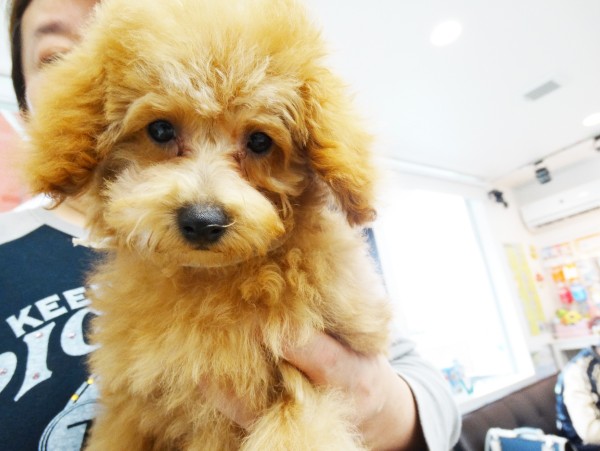 ヒナちゃん Baby／トイプードル