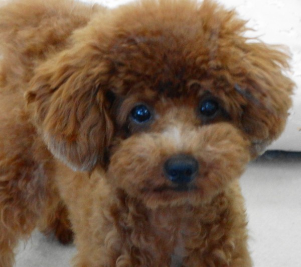 アリスちゃん　Baby（極小）／トイプードル