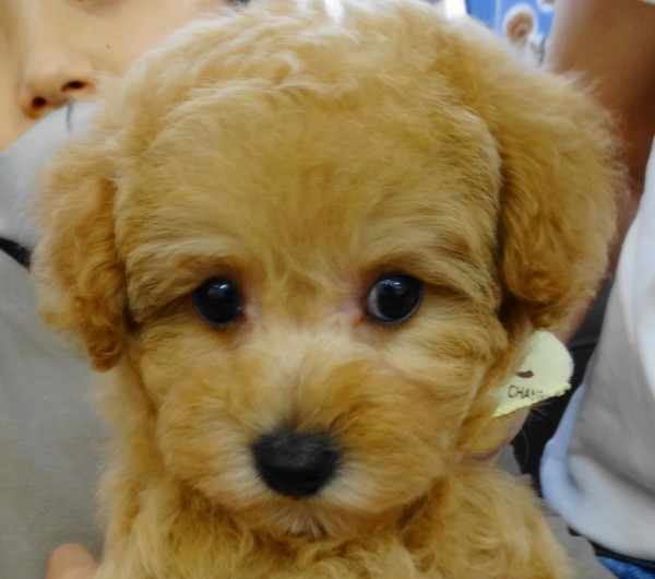 ルルちゃんBaby　（小さめ）／トイプードル