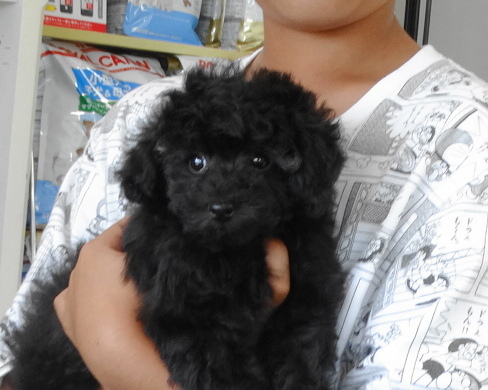 ミシエルちゃん　Baby／トイプードル
