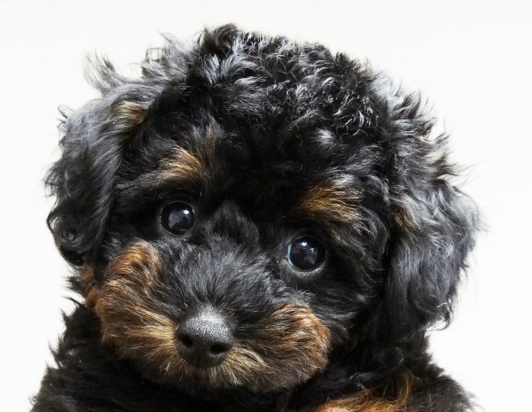 キララ　Ｂａｂｙ／トイプードル