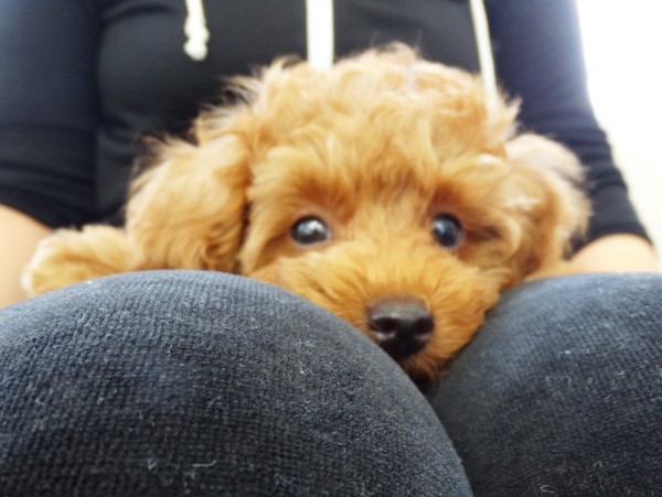 シェリー　Ｂａｂｙ／トイプードル