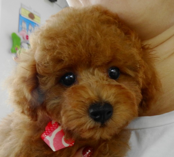 ヒナちゃん　Baby／トイプードル