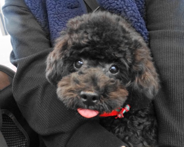 ココちゃんBaby （極小）／トイプードル