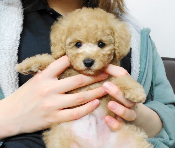 ルージュちゃん　Baby　／トイプードル