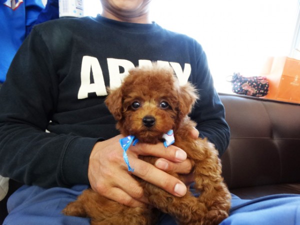 ココちゃんBaby／トイプードル