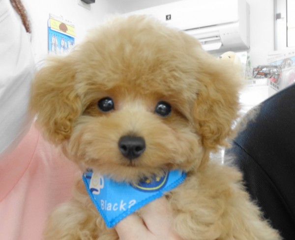 アリスちゃん　Baby (小さめ）／トイプードル