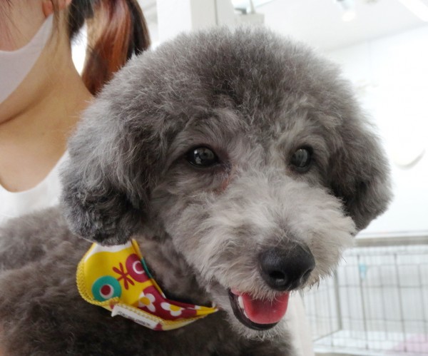 ローラちゃんBaby／トイプードル