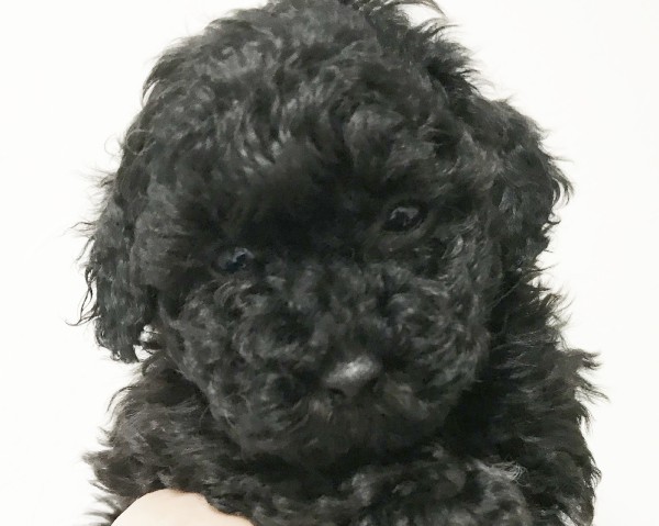 エマちゃん　Baby／トイプードル