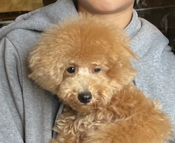 ピーチちゃんBaby（タイニー）／トイプードル