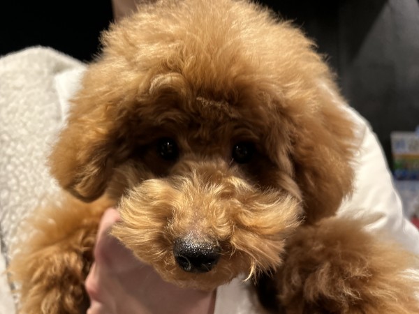 ピーチちゃんbaby／トイプードル