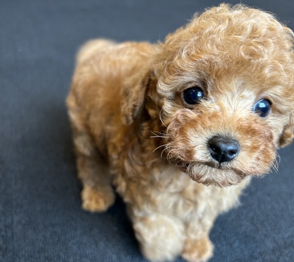 イトちゃんBABY／トイプードル