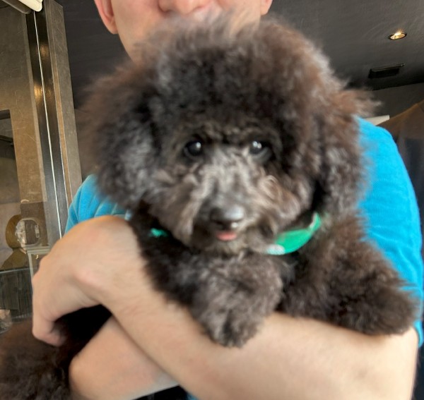 ミミちゃんBaby(極小）／トイプードル