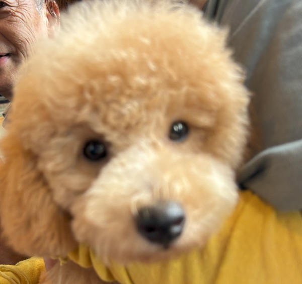 アニーちゃんbaby／トイプードル