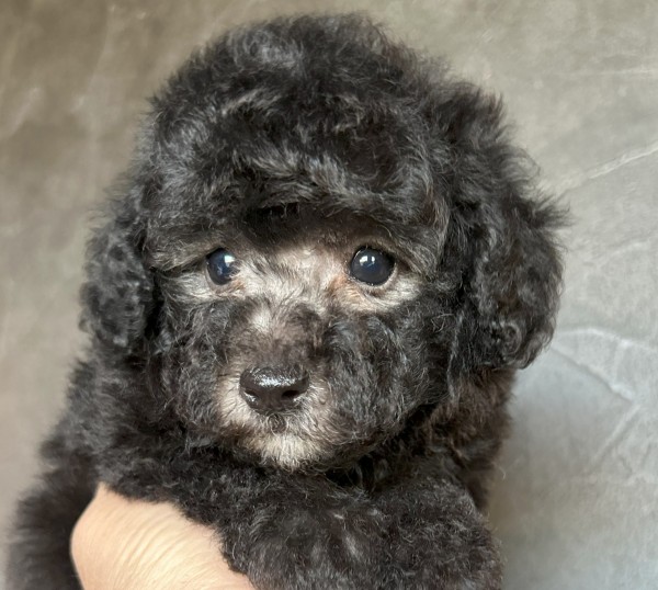 ひまりちゃんBaby／トイプードル