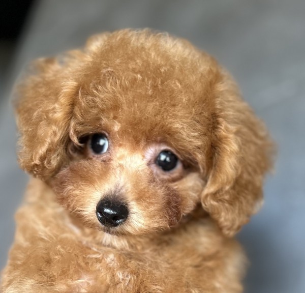 オトちゃんBaby（小）／トイプードル