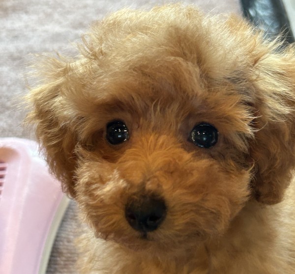 オトちゃんbaby／トイプードル