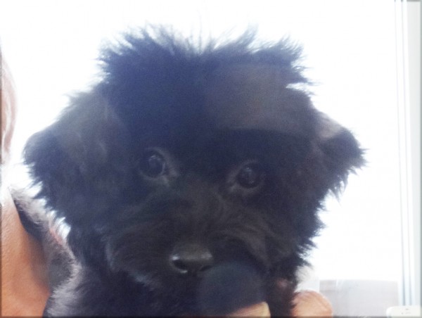 ココちゃんBaby／トイプードル