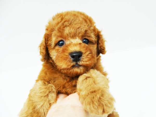 　ユメちゃん Baby／トイプードル