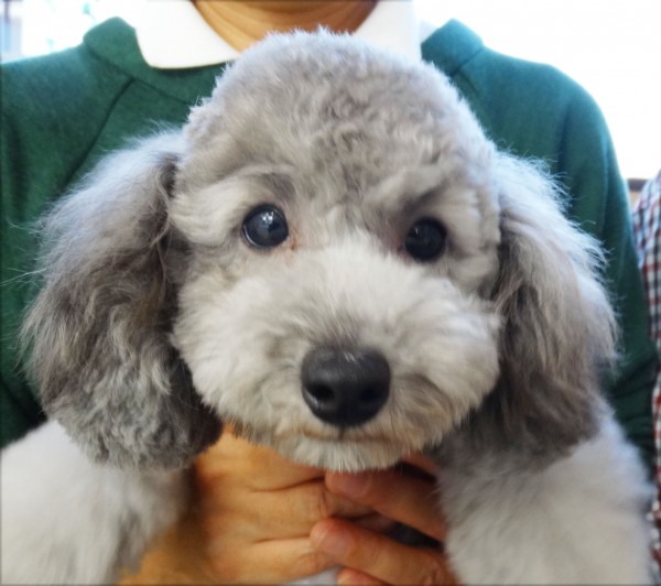 シルバー　トイプードル／トイプードル