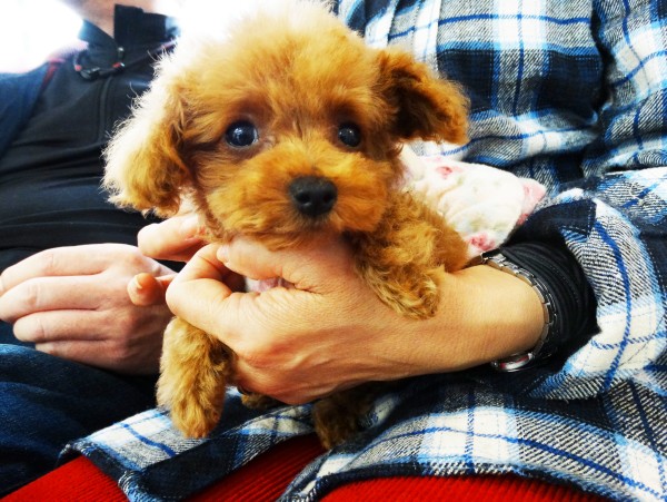 シュシュちゃんBaby／トイプードル