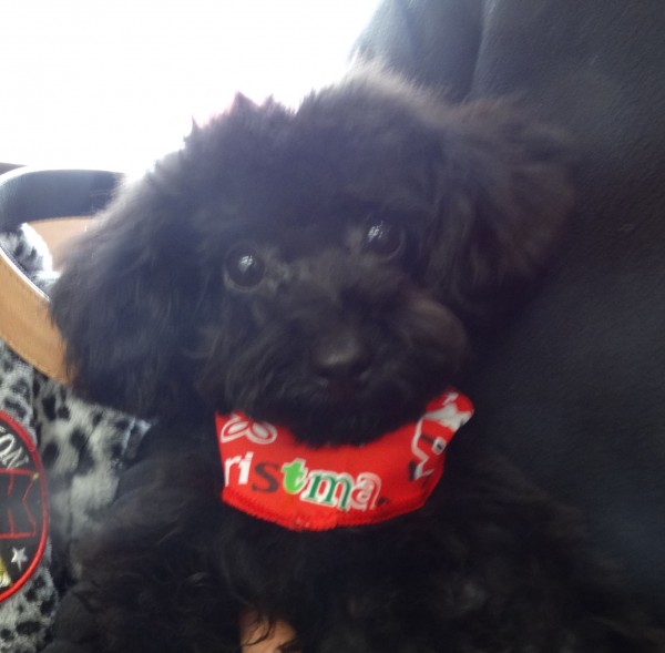 　ココちゃん Baby／トイプードル