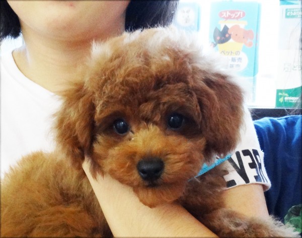 コト　ちゃん　Baby／トイプードル