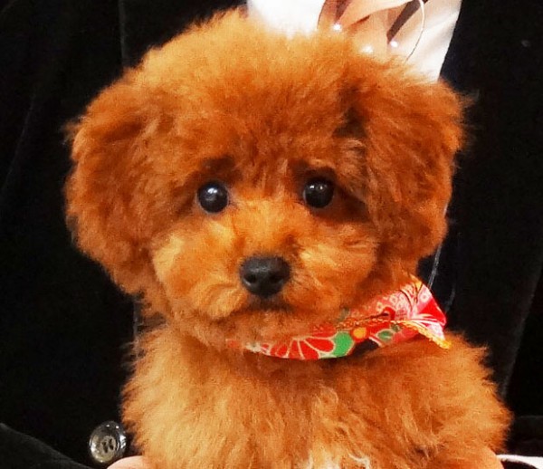  アリスちゃん　Baby／トイプードル