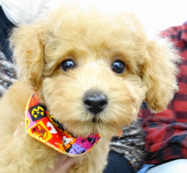 ポシェットちゃんBaby／トイプードル