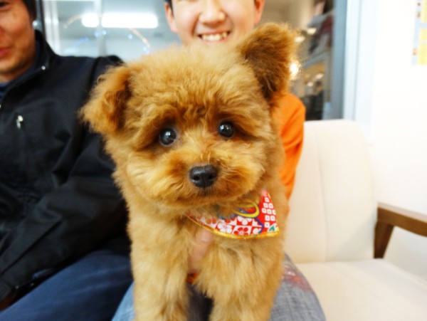 シュシュちゃんBaby／トイプードル