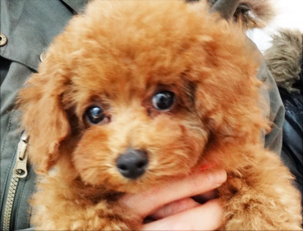 キララちゃん　Baby／トイプードル