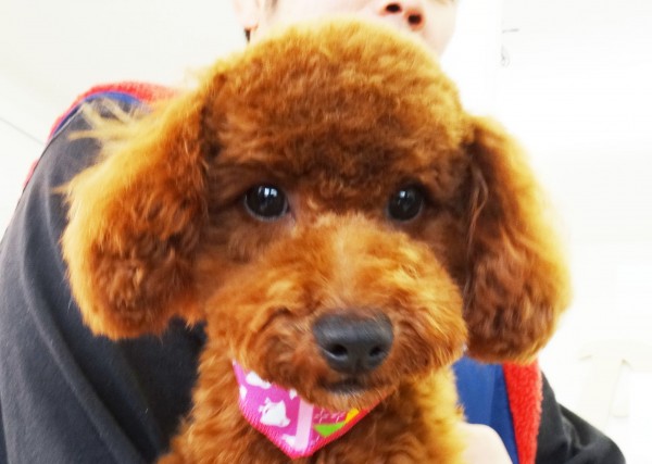 ユメちゃん　Ｂａｂｙ／トイプードル