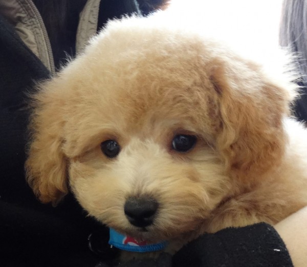 コトちゃん　Baby／トイプードル