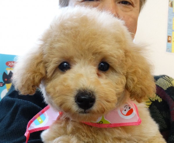 コトちゃん　Baby／トイプードル