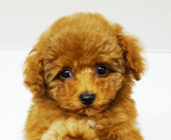 メイちゃん　Baby　／トイプードル