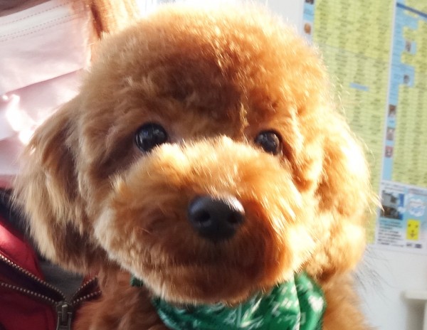 ミシェルちゃんbaby／トイプードル