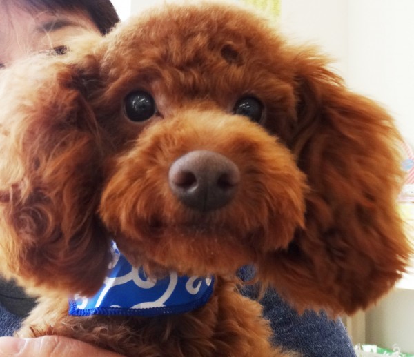 シェリー　Ｂａｂｙ／トイプードル