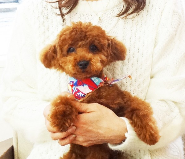 シュシュちゃんBaby／トイプードル