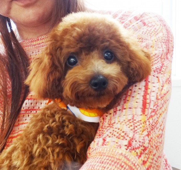 ノアちゃん Baby／トイプードル