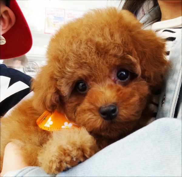  ユメちゃん　Baby／トイプードル