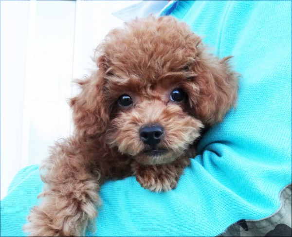 シェリーちゃん Baby／トイプードル