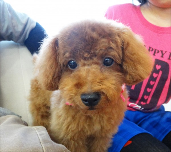 シェリーちゃん Baby／トイプードル