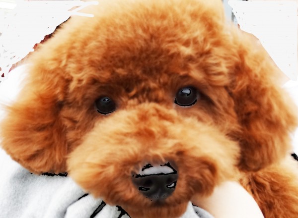 メイちゃん　Baby／トイプードル