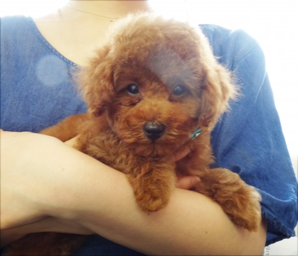 プティ ちゃん Baby／トイプードル