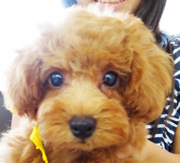 コト　ちゃんBaby／トイプードル