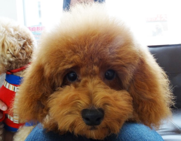 ユメちゃんBaby／トイプードル