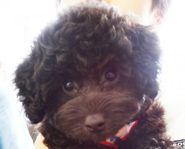 パール ちゃん Baby／トイプードル