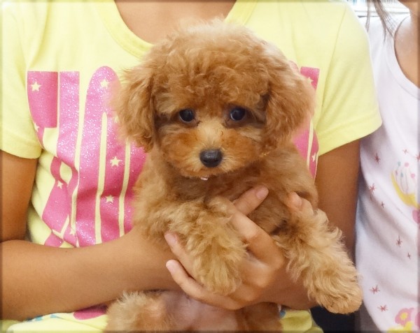 アリスちゃん　Baby／トイプードル