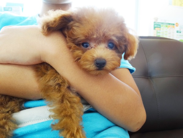 ヒナちゃん　Baby／トイプードル